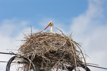 A stork bird is sitting in a nest made of twigs and branches