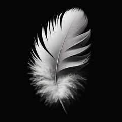 White feather isolated on a black background