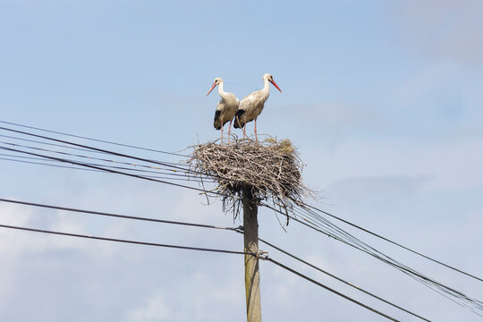 Two storks in the nest - birds are perched on a nest on a power pole