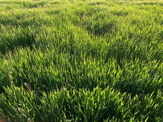 green grass background