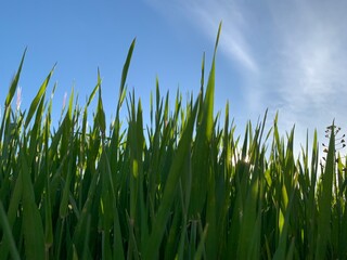 Obraz premium green grass and blue sky