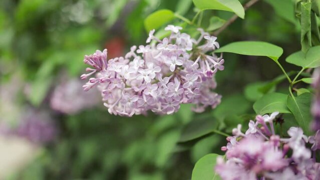 Beautiful lilac blossoming in bright sun lights. Tranquil view of charming violet flowers swaying on wind. Calm lilac branch on warm spring day. Meditative bush flowers in spring. Floral concept.