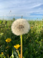 dandelion on the meadow