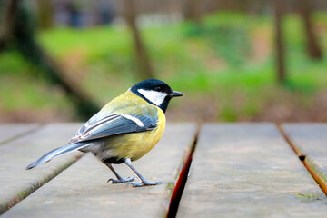 a parus major on a branch