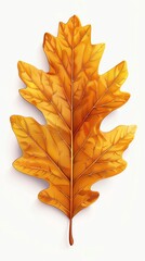 A photo of an autumn leaf with a white background.