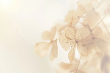 Fototapeta premium Blurry dried flowers outdoors blossom nature.