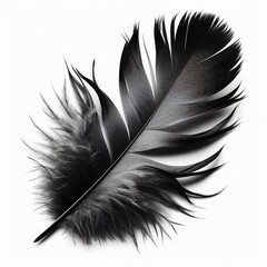 Black feather isolated on a white background
