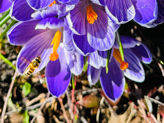western honey bee in flower