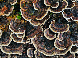 top down circular fungus pattern