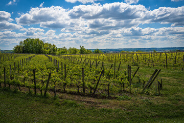 Fototapeta premium Wide-Angle Shot of Vineyard