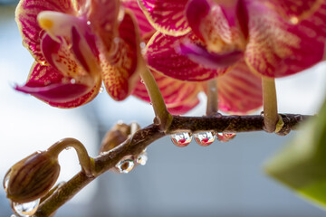 Colorful orchids with colorful flowers and palm trees seen in the refraced light of water droplets