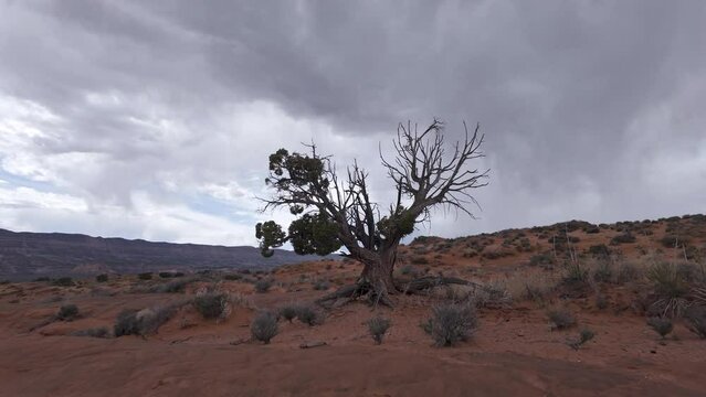 Walking up to juniper tree in the Escalante desert with stormy skies in the background.