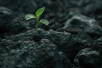 Rooted in Resilience: A Seedling's Journey