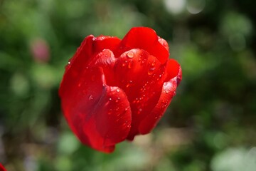 Rote Tulpe mit Regentropfen