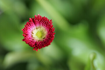 Einzelnes rotes Gänseblümchen