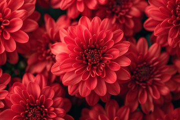 Freshness red chrysanthemums flowers of close up