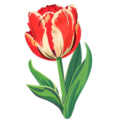 Red tulip flower without background