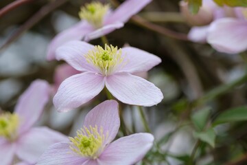Blüte der Montana Rubens