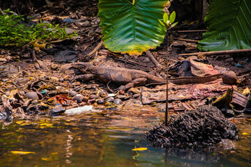 Asian water monitor(Varanus salvator) is swimming on river.