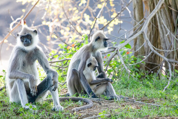 black faced grey langur monkey in Yala National Park, Sri Lanka