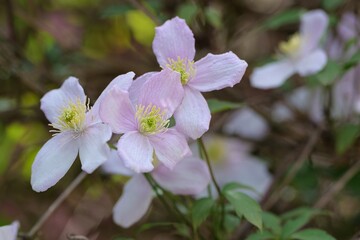 Blüten der Montana Rubens