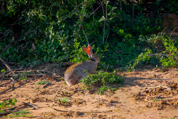 Scrub hare (Lepus saxatilis) in natural habitat