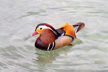 male mandarin duck (Aix galericulata) swimming in a lake