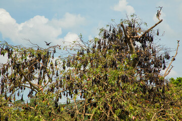 close-up hanging Mariana fruit bat (Pteropus mariannus)