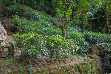 high mountain tea plantation in Sri Lanka