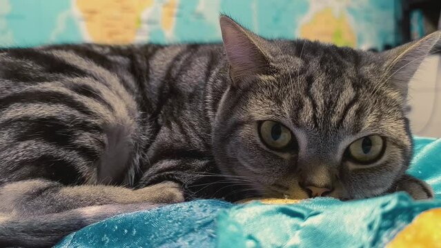 The Scottish cat lies playfully, with a map in the background