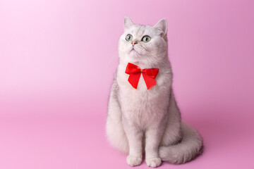 Charming white British cat, with a red bow on her chest, sitting on a pink background