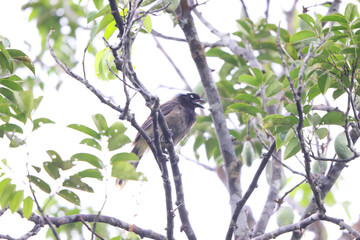 The azure-naped jay (Cyanocorax heilprini) is a species of bird in the family Corvidae. This photo was taken in Colombia.