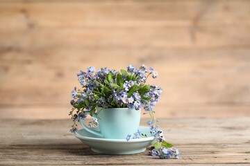 Beautiful forget-me-not flowers in cup and saucer on wooden table, closeup