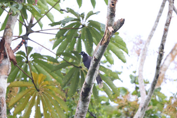 The collared puffbird (Bucco capensis) is a species of bird in the family Bucconidae, the puffbirds, nunlets, and nunbirds. This photo was taken in Colombia.