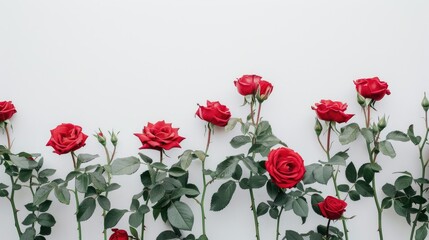 Beautiful red roses stand out against a pristine white backdrop