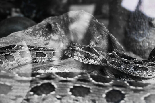 Daboia siamensis, Common name - eastern Russell's viper, Siamese Russell's viper, is a venomous viper species, which is endemic to parts of Southeast Asia, southern China and Taiwan