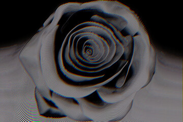 one striped black rose bud close up, glitch effect, 3d rendered