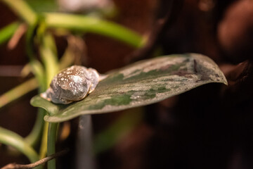 Fringed leaf frog