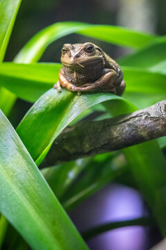 Andean Marsupial Tree Frog