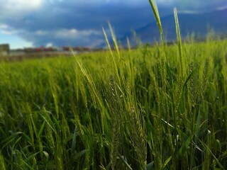 Fototapeta premium green wheat field