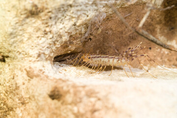 close-up view of house centipede (Scutigera coleoptrata) in the forest . Sardinia, Italy