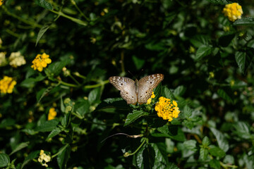 White royal butterfly in central America and southeastern United States, Anartia jatrophae