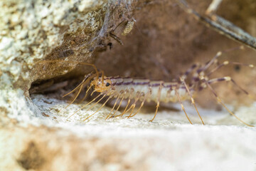 close-up view of house centipede (Scutigera coleoptrata) in the forest . Sardinia, Italy