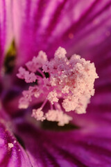 pink flower close up