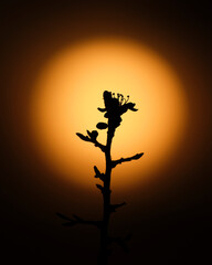 silhouette of a plant with the sun
