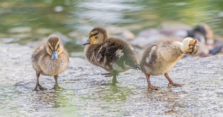Closeup of baby mallard ducks standing on a flat boulder next to a lake in spring.