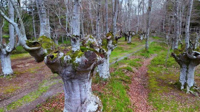 Beech forest (Fagus sylvatica) pollards in the surroundings of the town of Ochandiano in the Province of Bizkaia. Basque Country. Spain. Europe