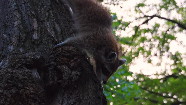 NEW YORK, NEW YORK - USA MAY 8: A wild raccoon climes on the tree and looking for foods at Central Park during dusk in New York City on May 8, 2023.
