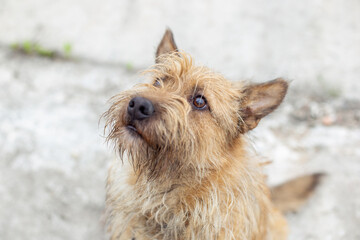 A red shaggy dog ​​looks up at its owner