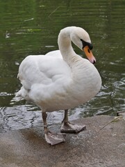 Schwäne auf dem Alsterkanal und am Bootsanleger